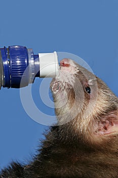 Ferret on the Bottle