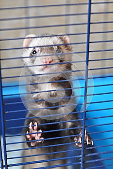 Ferret in a cage