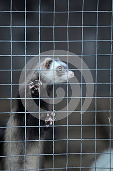 ferret in a cage