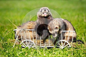 Ferret couple posing on ladder carriage on summer green grass meadow