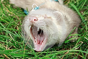 Ferret