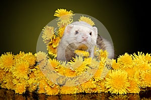 Ferret in dandelions