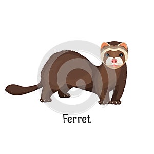 Ferret domesticated form of European polecat vector