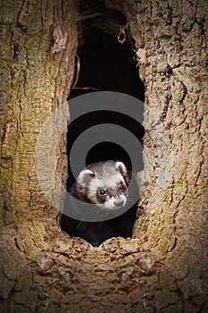 Ferret enjoying hollow hiding place in tree hollow