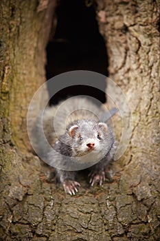 Ferret enjoying hollow hiding place in tree hollow