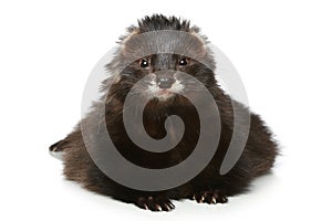 Ferret exotic on a white background