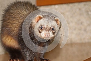 Ferret face