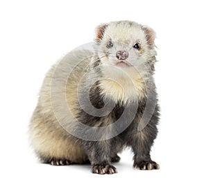 Ferret facing, isolated photo