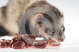 Ferret feeding