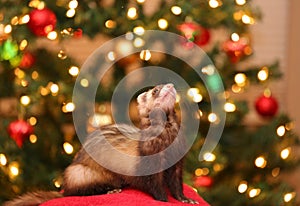 Ferret in Front of Christmas lights