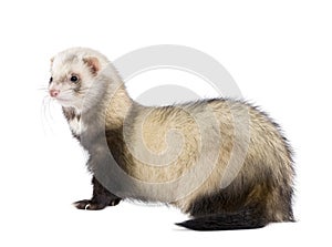 Ferret in front of white background