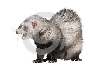 Ferret in front of white background