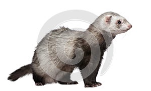 Ferret in front of white background