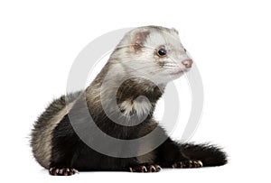 Ferret in front of white background