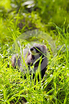 Ferret on the grass