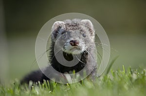 Ferret in the grass