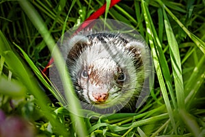 Ferret in the grass