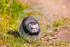 Ferret on the grass