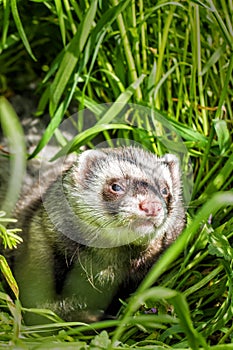 Ferret in the grass