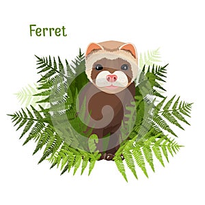 Ferret in green leaves of fern, polecat cute friendly animal