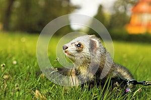 Ferret on green meadow photo