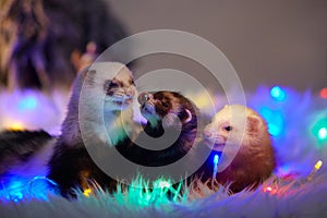 Ferret group portrait on sheep fur in christmas style led lights