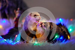 Ferret group portrait on sheep fur in christmas style led lights