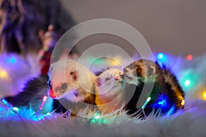 Ferret group portrait on sheep fur in christmas style led lights