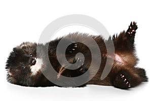 Ferret has a rest on a white background photo