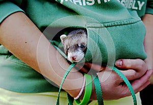 Ferret hiding in pocket 2