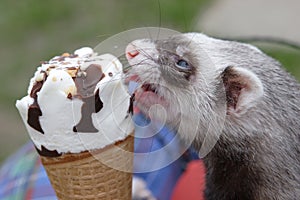 Ferret with ice cream