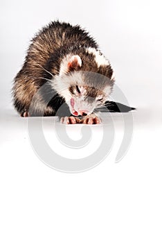 Ferret isolated