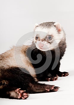 Ferret isolated