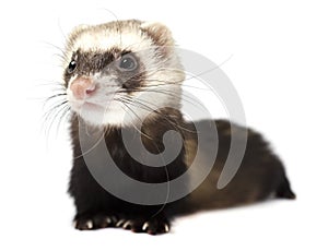 Ferret isolated on a white background