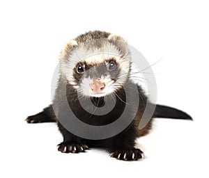 Ferret isolated on a white background