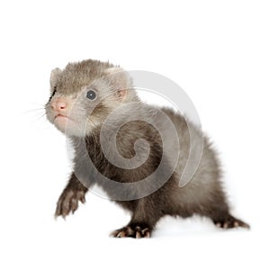 Ferret kit