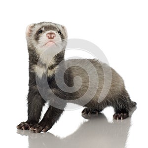 Ferret kit (6 weeks)