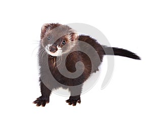 Ferret kit