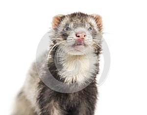 Ferret licking its lips