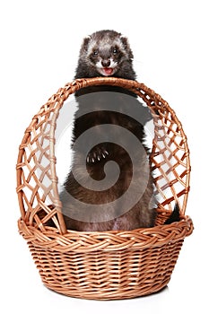 Ferret licks basket