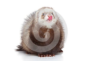 Ferret licks on a white background