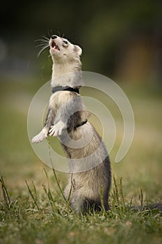 Ferret on location of summer camp posing on leash for portrait