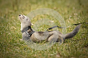 Ferret on location of summer camp posing on leash for portrait