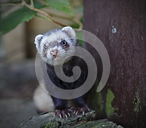Ferret looking at the camera