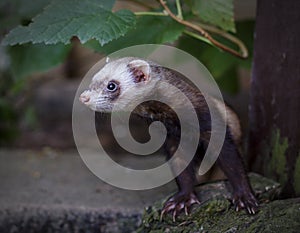 Ferret looking at the camera