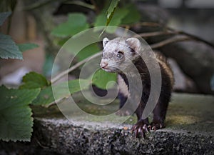 Ferret looking at the camera
