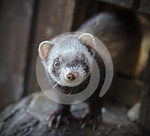 Ferret looking at the camera