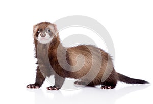 Ferret looking at camera. isolated on white background