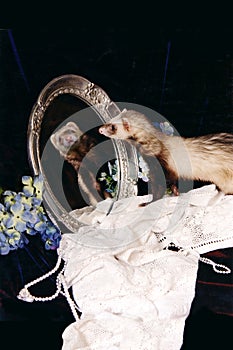 Ferret Looking in the Mirror