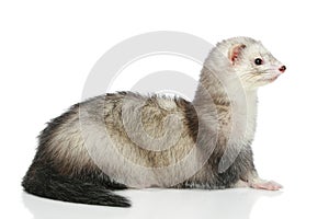 Ferret lying on a white background